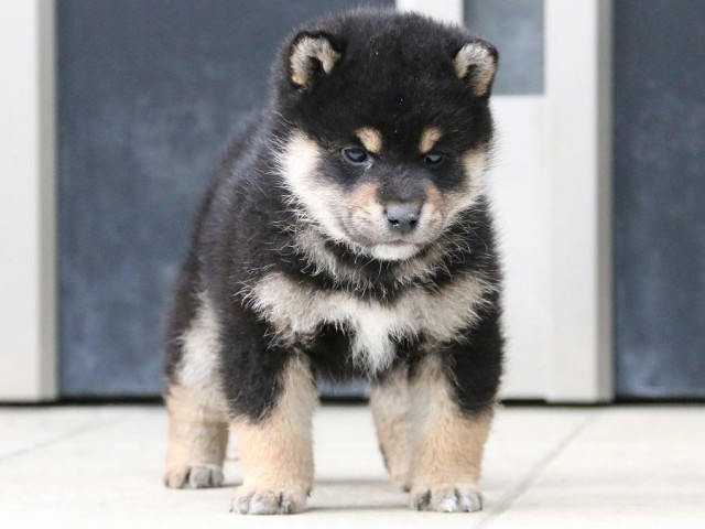 IMG_4641-shiba-puppy IMG_4641-shiba-puppy