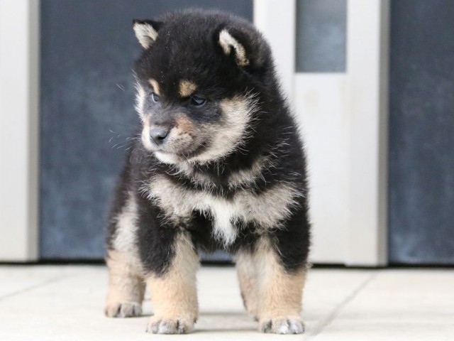 IMG_4642-shiba-puppy IMG_4642-shiba-puppy