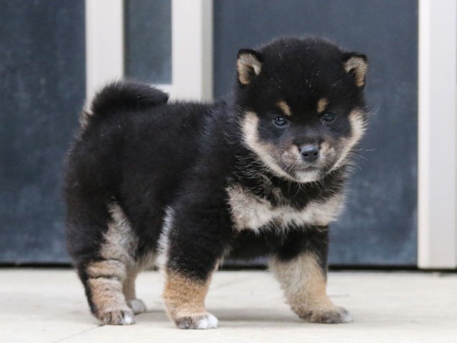 IMG_4689-shiba-puppy IMG_4689-shiba-puppy