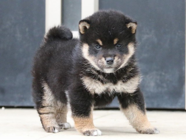 IMG_4693-shiba-puppy IMG_4693-shiba-puppy