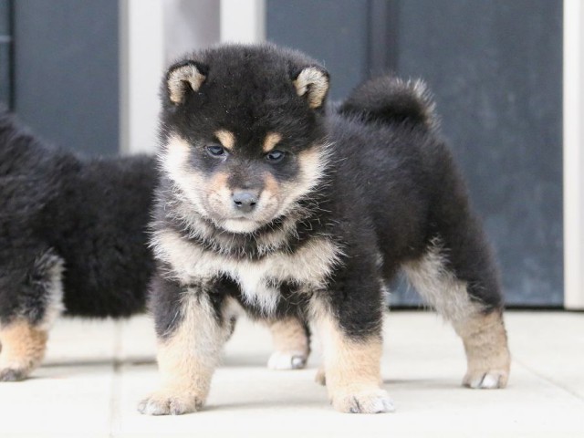 IMG_4718-shiba-puppy IMG_4718-shiba-puppy