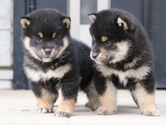 IMG_4725-shiba-puppy IMG_4725-shiba-puppy