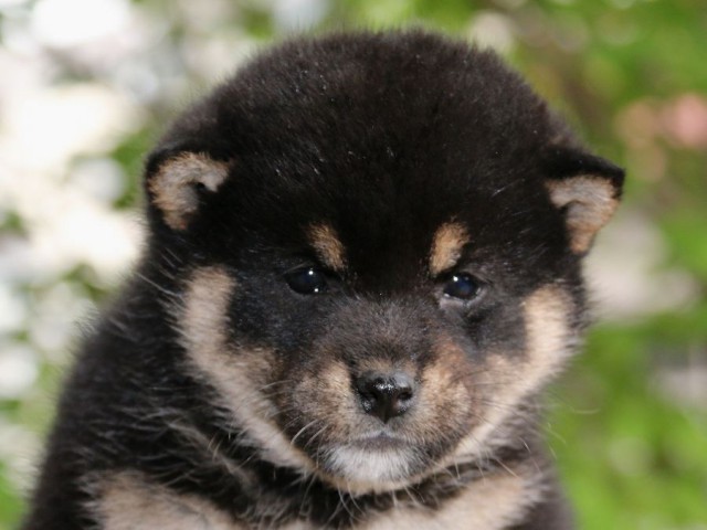 IMG_4746-shiba-puppy IMG_4746-shiba-puppy