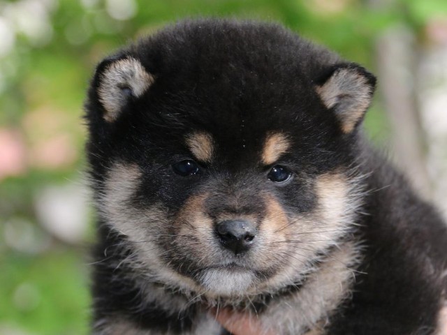 IMG_4751-shiba-puppy IMG_4751-shiba-puppy