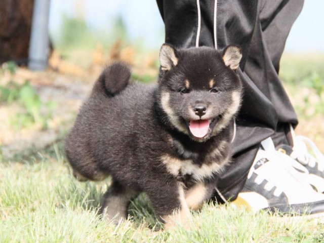 IMG_4771-shibainu-koinu IMG_4771-shibainu-koinu