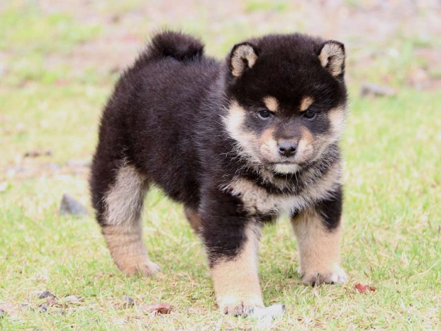 IMG_4784-shiba-puppy IMG_4784-shiba-puppy