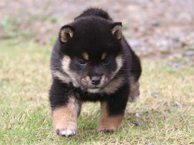 IMG_4816-shiba-puppy IMG_4816-shiba-puppy