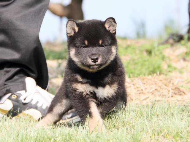 IMG_4831-shibainu-koinu IMG_4831-shibainu-koinu