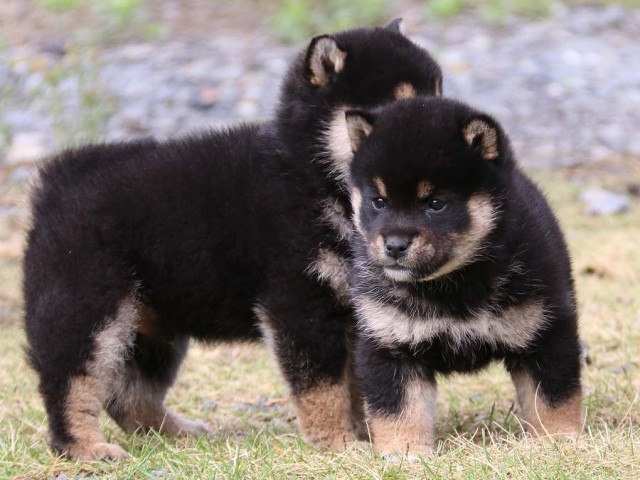 IMG_4839-shiba-puppy IMG_4839-shiba-puppy