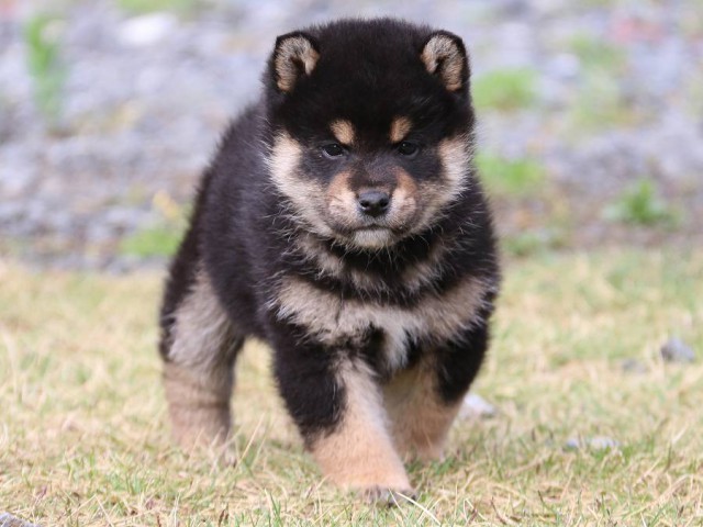 IMG_4846-shiba-puppy IMG_4846-shiba-puppy