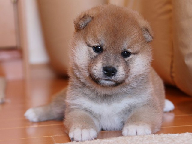 IMG_4862-shiba-puppy IMG_4862-shiba-puppy