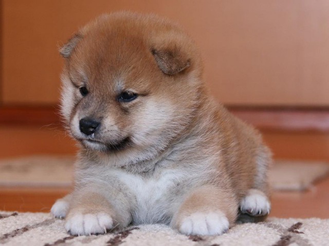IMG_4870-shiba-puppy IMG_4870-shiba-puppy