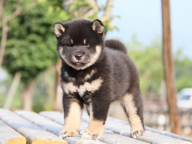 IMG_4877-shibainu-koinu IMG_4877-shibainu-koinu