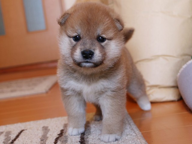 IMG_4881-shiba-puppy IMG_4881-shiba-puppy