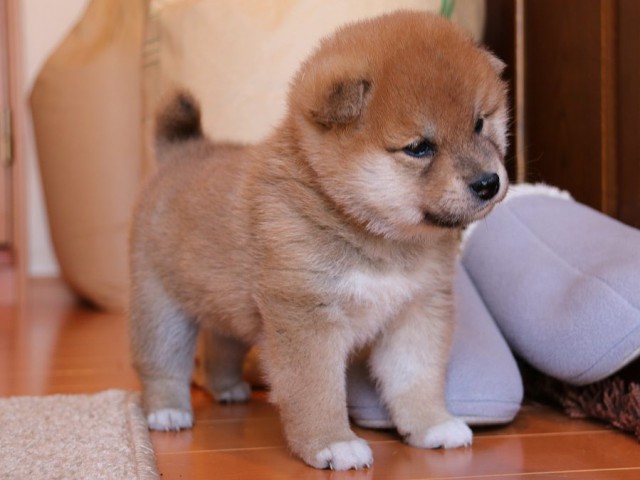 IMG_4890-shiba-puppy IMG_4890-shiba-puppy