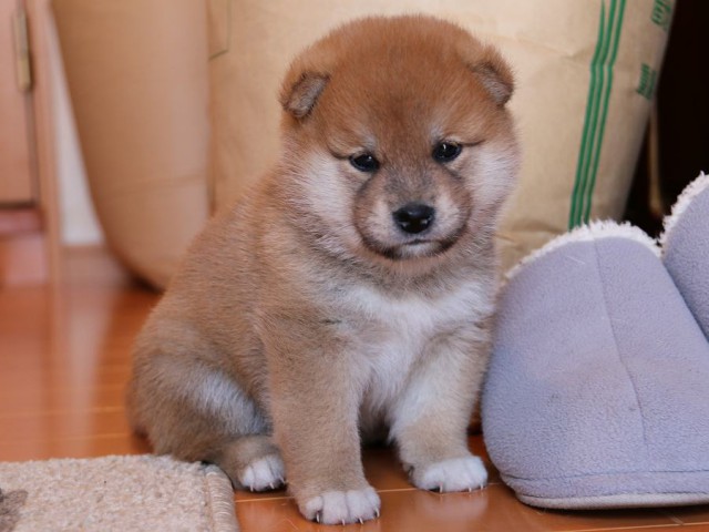 IMG_4891-shiba-puppy IMG_4891-shiba-puppy