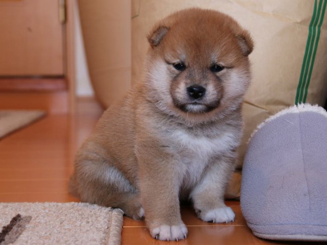 IMG_4894-shiba-puppy IMG_4894-shiba-puppy