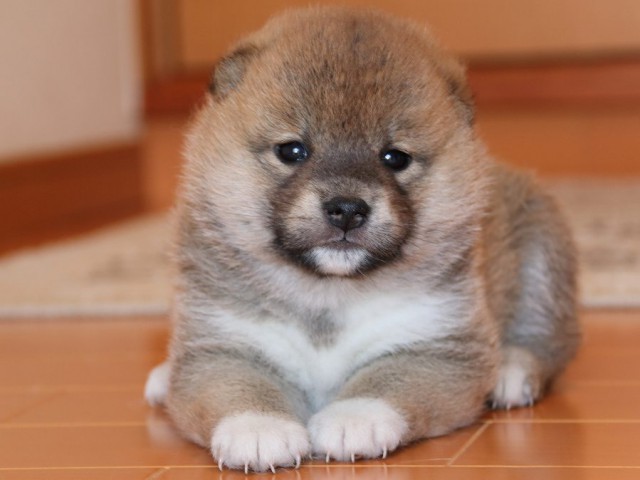 IMG_4897-shiba-puppy IMG_4897-shiba-puppy
