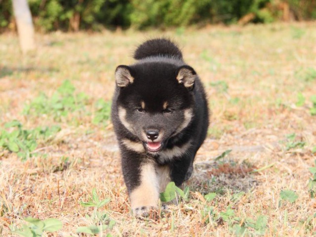 IMG_4909-shibainu-koinu IMG_4909-shibainu-koinu