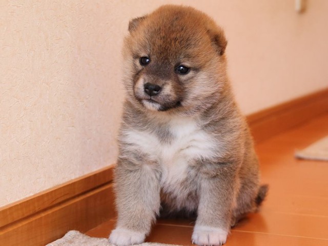 IMG_4912-shiba-puppy IMG_4912-shiba-puppy