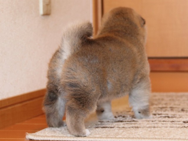 IMG_4944-shiba-puppy IMG_4944-shiba-puppy