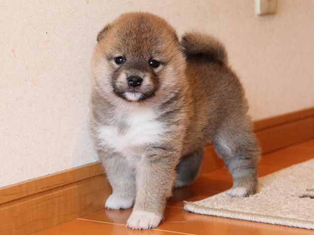 IMG_4952-shiba-puppy IMG_4952-shiba-puppy