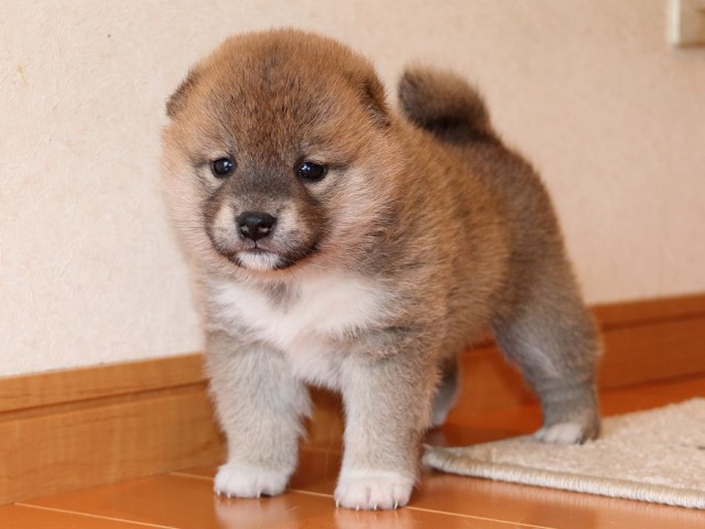 IMG_4956-shiba-puppy IMG_4956-shiba-puppy