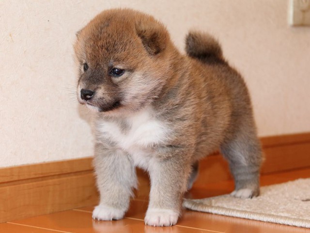 IMG_4958-shiba-puppy IMG_4958-shiba-puppy