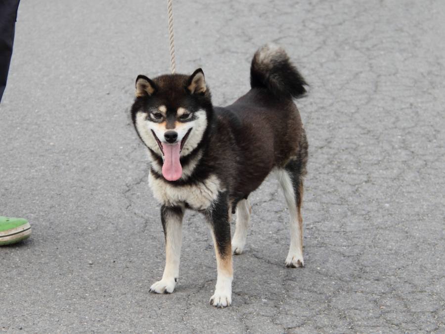 IMG_5061-shibainu-haha