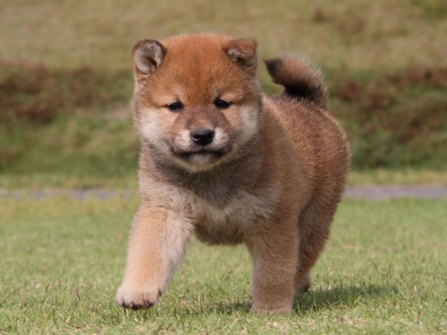 IMG_5144-shibainu-koinu IMG_5144-shibainu-koinu