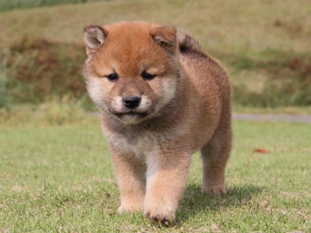 IMG_5146-shibainu-koinu IMG_5146-shibainu-koinu