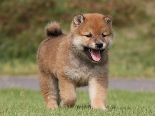 IMG_5156-shibainu-koinu IMG_5156-shibainu-koinu