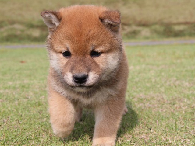 IMG_5183-shibainu-koinu IMG_5183-shibainu-koinu