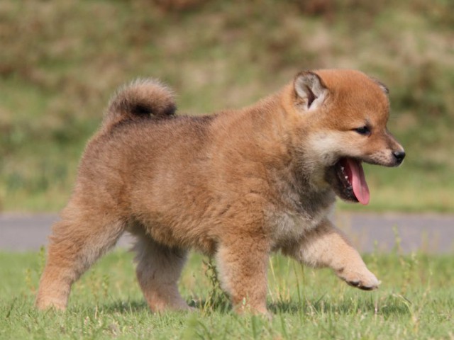 IMG_5221-shibainu-koinu IMG_5221-shibainu-koinu