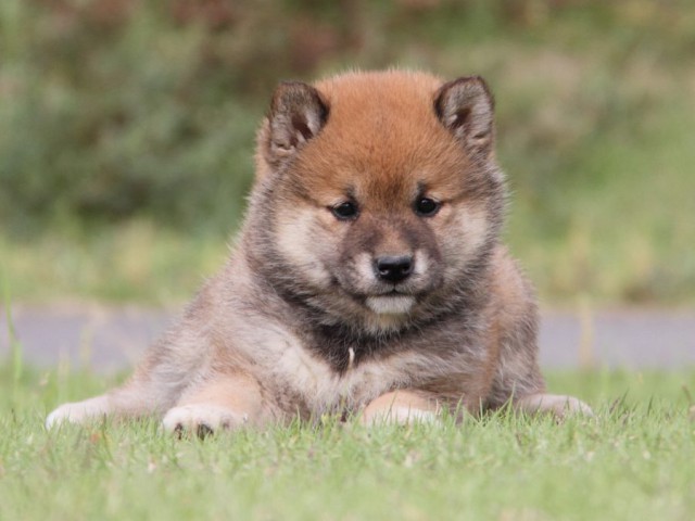 IMG_5229-shibainu-koinu IMG_5229-shibainu-koinu