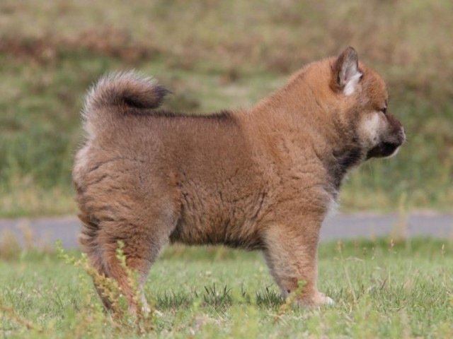 IMG_5238-shibainu-koinu IMG_5238-shibainu-koinu
