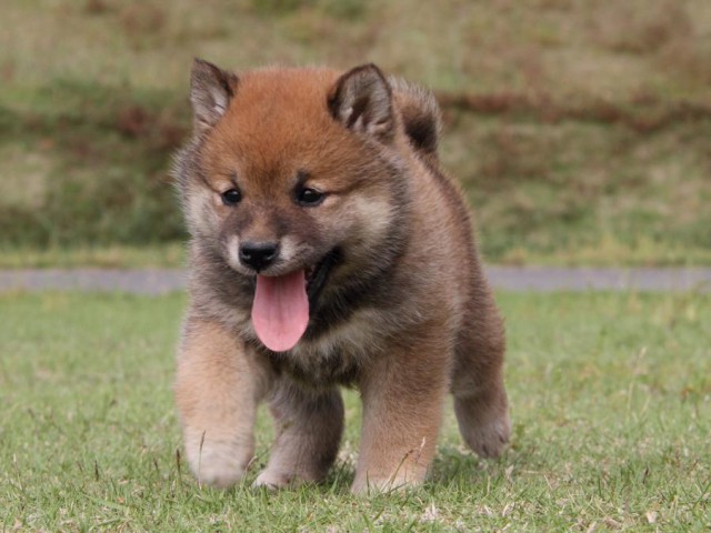IMG_5262-shibainu-koinu IMG_5262-shibainu-koinu