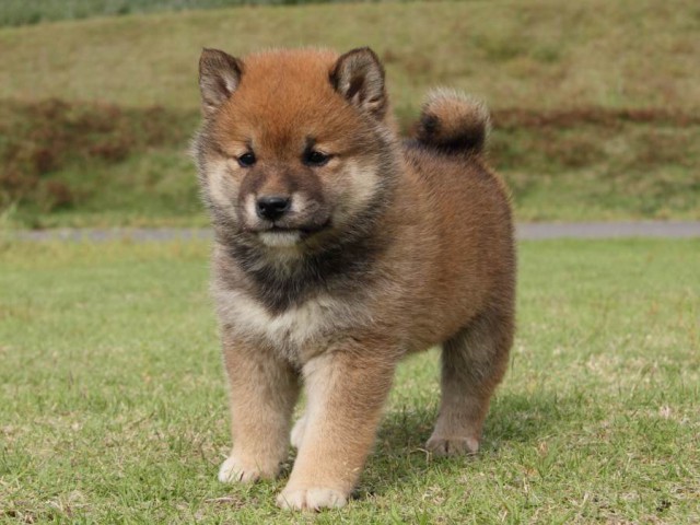 IMG_5274-shibainu-koinu IMG_5274-shibainu-koinu