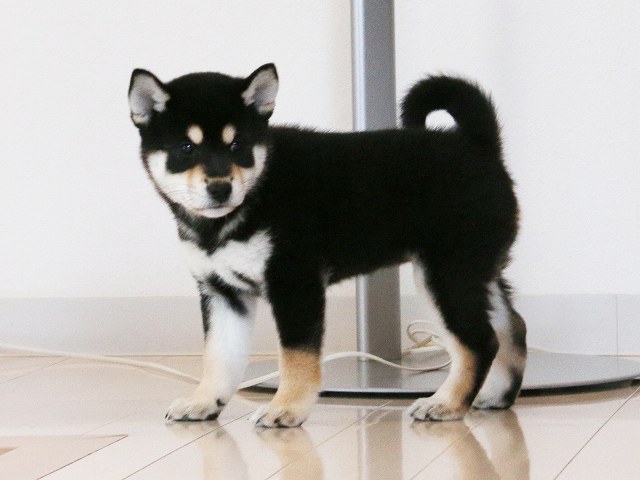 IMG_5283-shiba-puppy IMG_5283-shiba-puppy