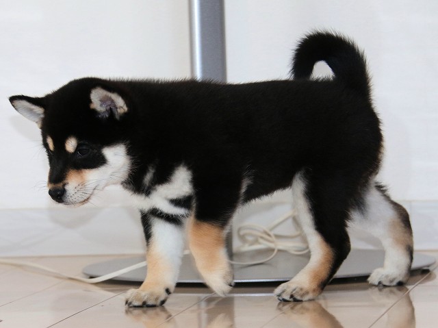 IMG_5291-shiba-puppy IMG_5291-shiba-puppy