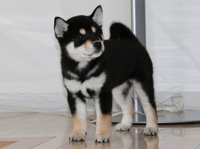 IMG_5293-shiba-puppy IMG_5293-shiba-puppy