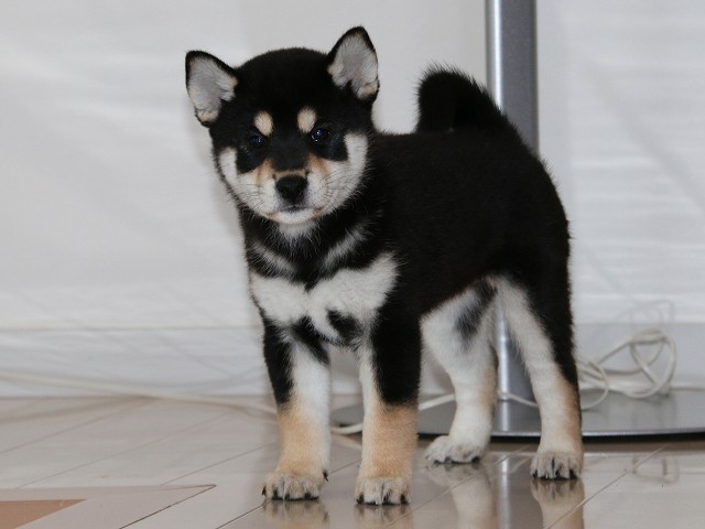 IMG_5294-shiba-puppy IMG_5294-shiba-puppy