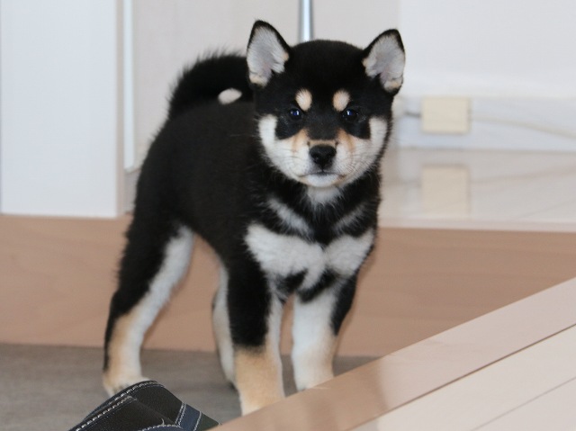 IMG_5296-shiba-puppy IMG_5296-shiba-puppy