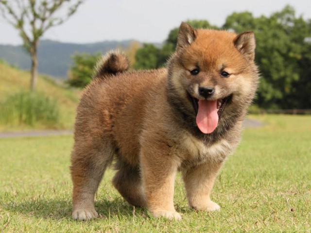 IMG_5296-shibainu-koinu IMG_5296-shibainu-koinu