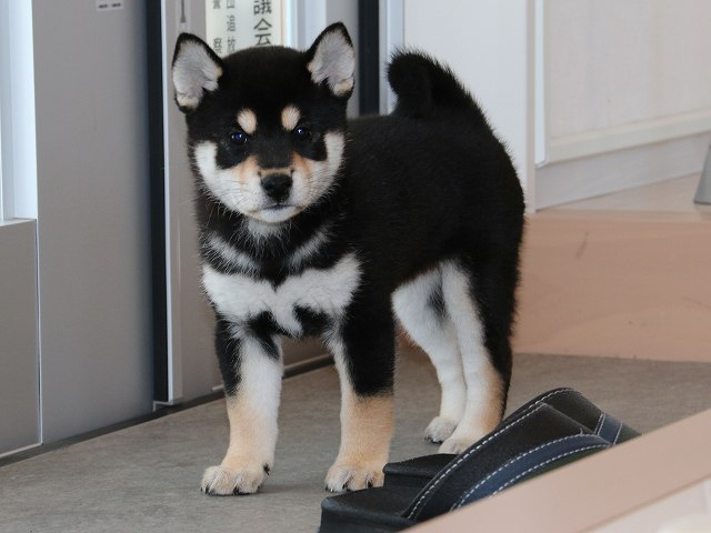 IMG_5297-shiba-puppy IMG_5297-shiba-puppy