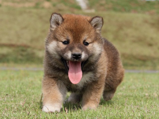IMG_5318-shibainu-koinu IMG_5318-shibainu-koinu