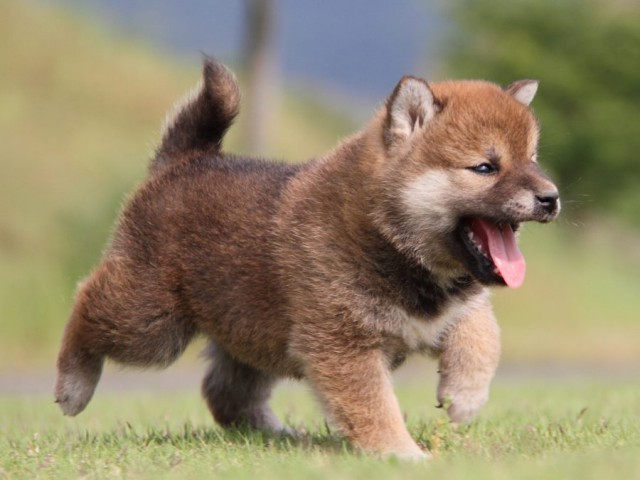 IMG_5345-shibainu-koinu IMG_5345-shibainu-koinu
