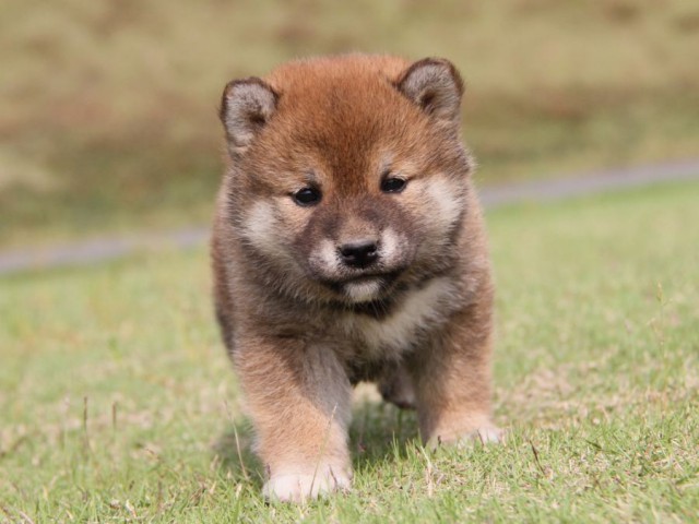 IMG_5380-shibainu-koinu IMG_5380-shibainu-koinu