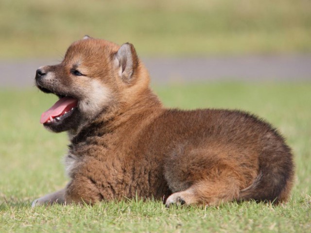 IMG_5390-shibainu-koinu IMG_5390-shibainu-koinu
