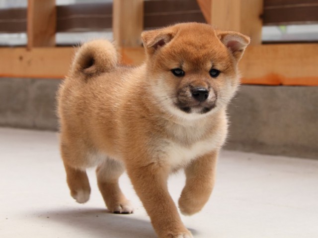 IMG_5414-shibainu-koinu IMG_5414-shibainu-koinu